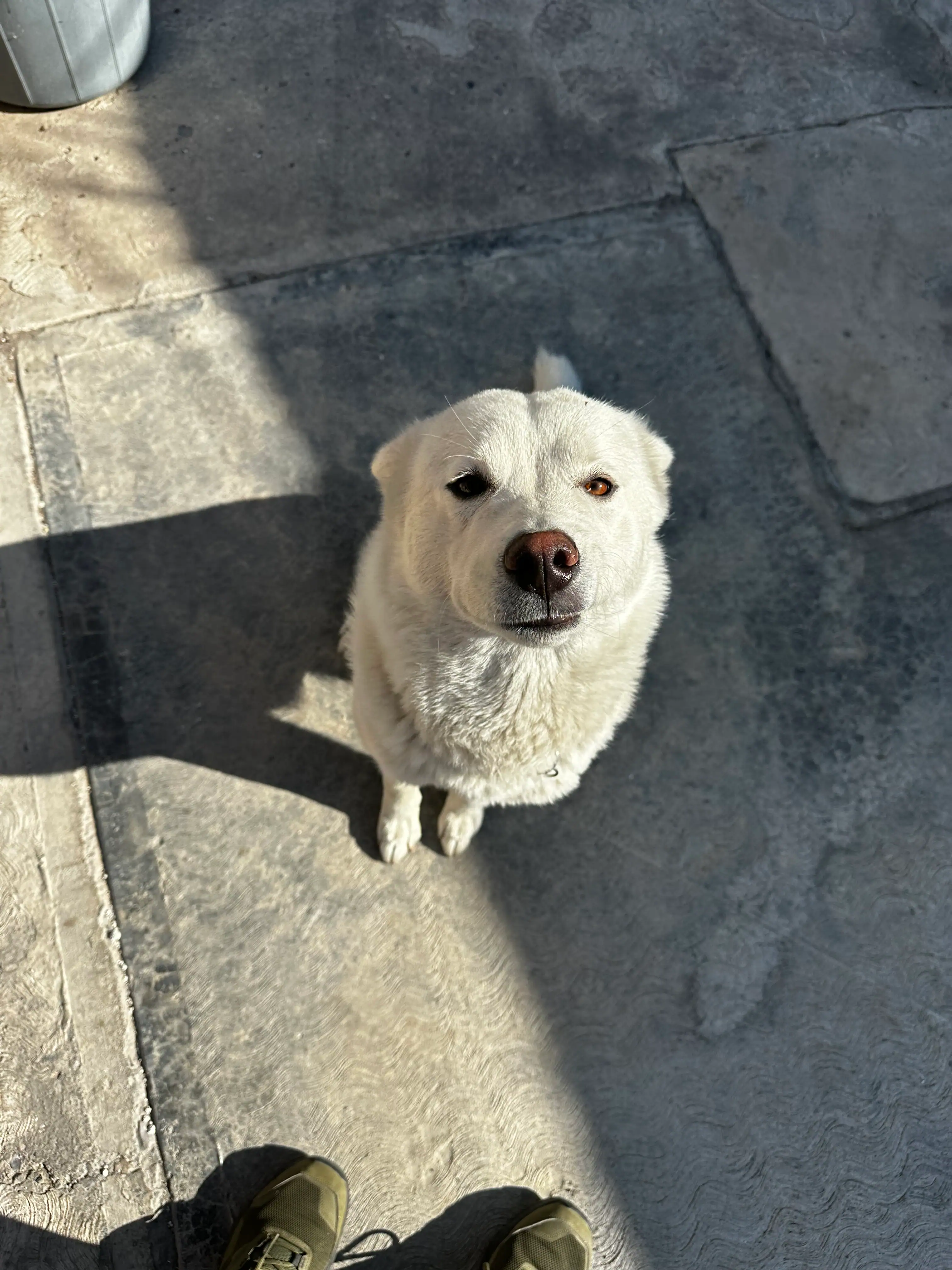 Pet name
